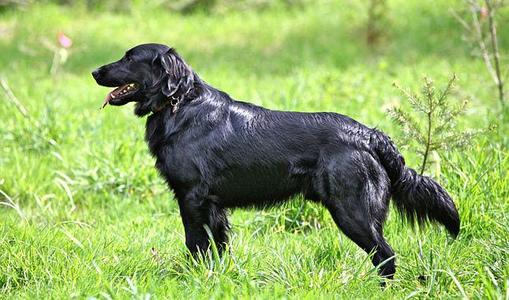 关于金毛寻回犬不正确的描述,平毛寻回犬和金毛犬