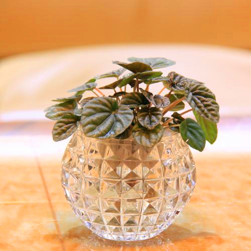 最适合懒人水培的植物,有哪些植物是水培的好看且易养