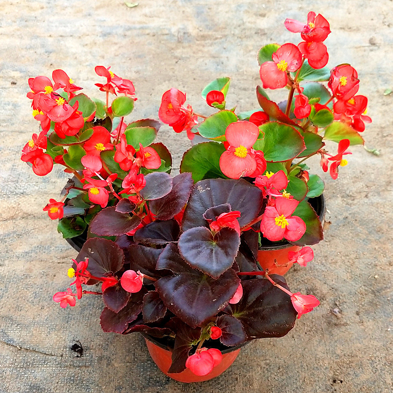 好看又好养的盆花,人养花也养人