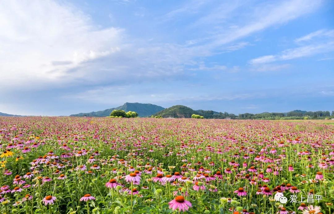 人间最美的旅游地,人间最美四月天去哪里玩