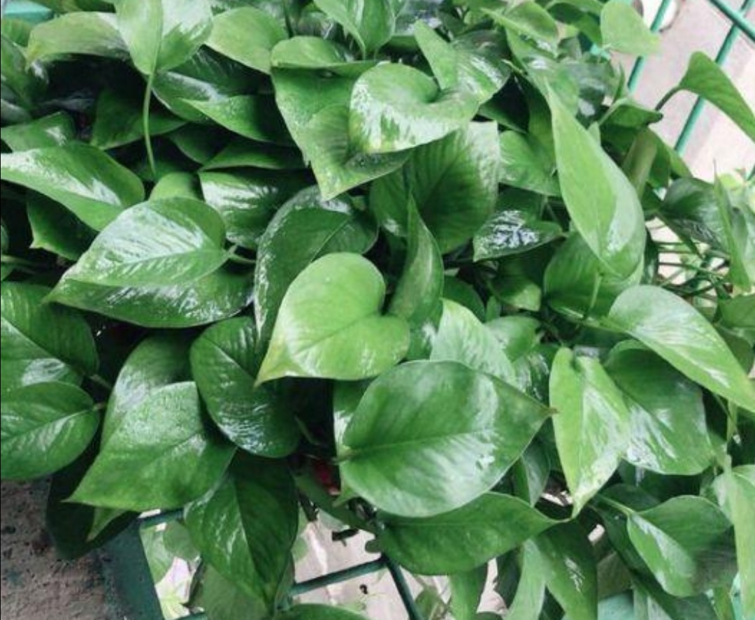 绿萝喜阴还是喜阳几天浇一次水,种植的绿萝喜水吗多久浇一次