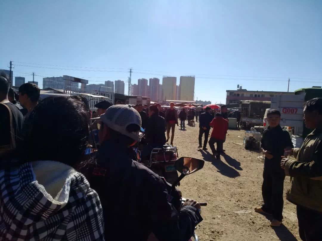 500元在宠物店买的泰迪狗,狗贩子贩卖泰迪犬