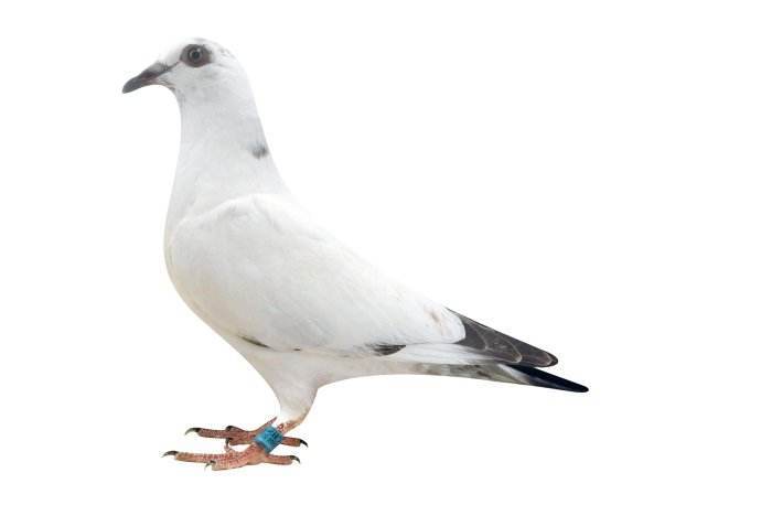 鸽子飞出去回来为啥会发抖,鸽子飞出去又回来怎么办