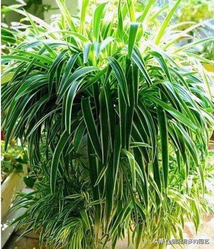 吊兰用什么样的花盆养最好活得快,吊兰根把花盆撑破