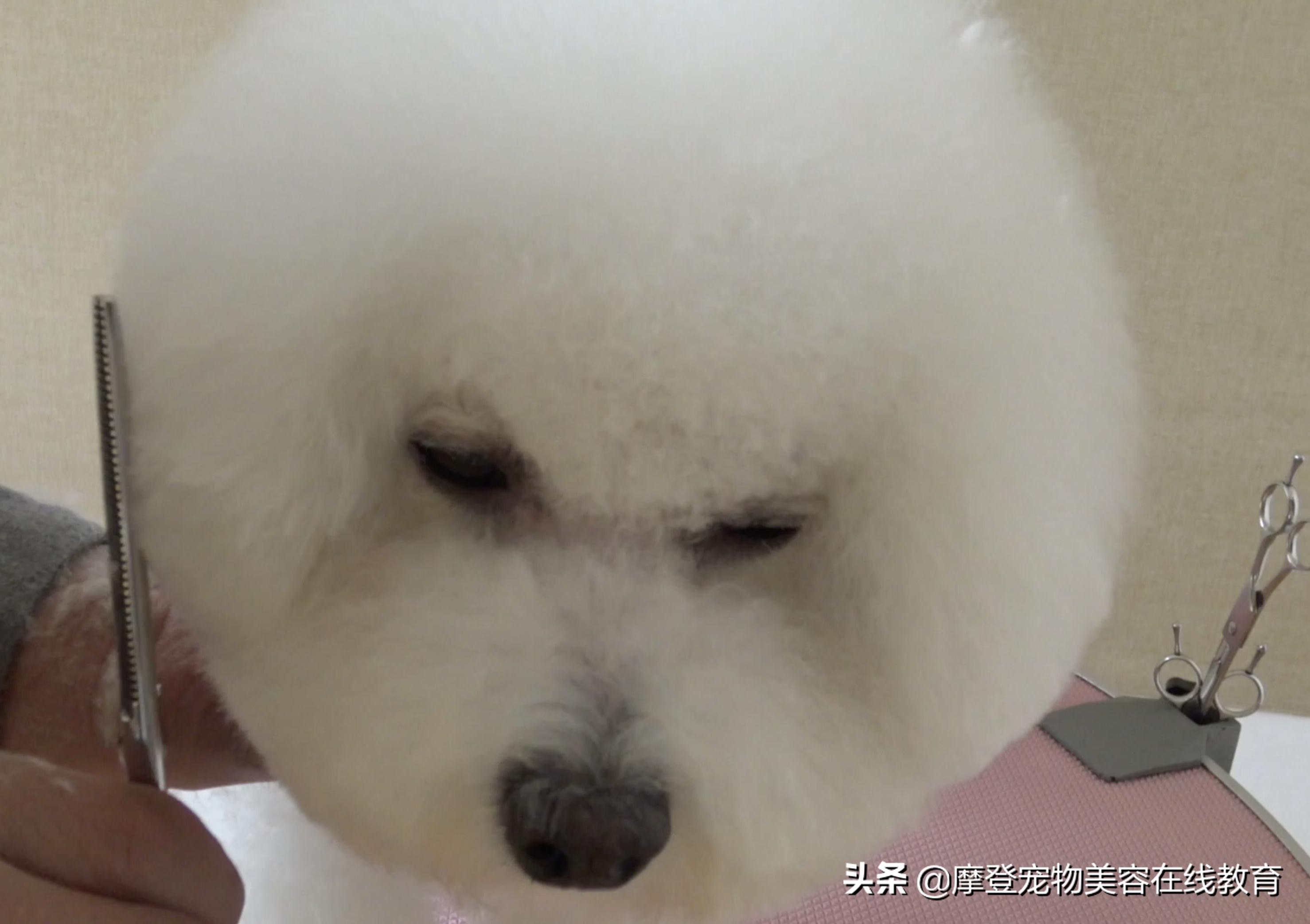 比熊宠物怎么剪毛视频教程,比熊犬剪毛视频教程