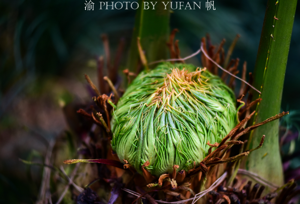 罕见万年铁树开花了,苏铁园千年铁树图片