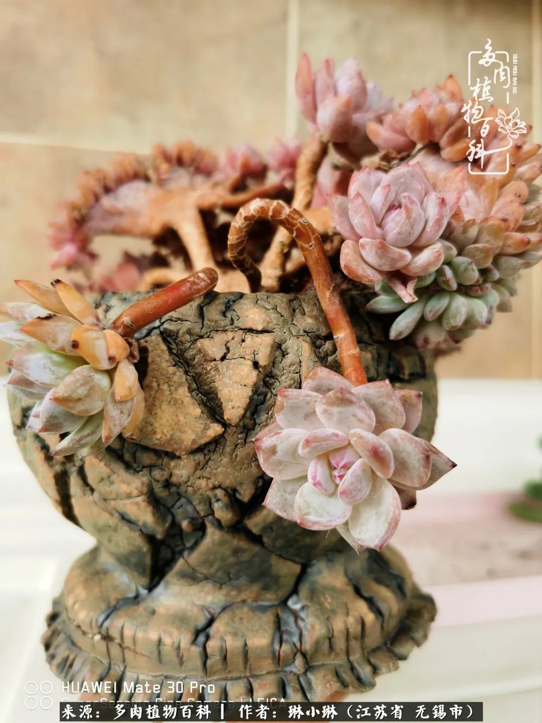 多肉变美是需要时间的,千万别辜负了多肉变美的黄金季节