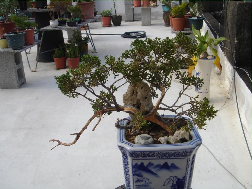 鱼川真柏盆景养殖方法,从养多肉到盆景