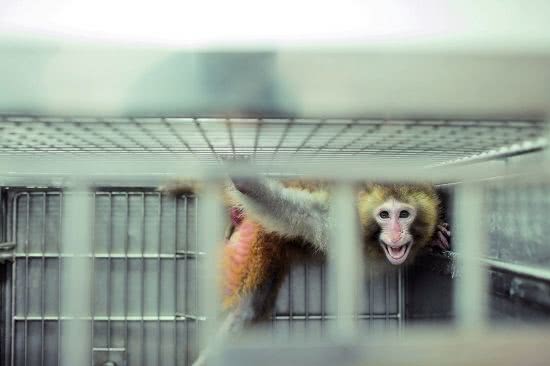 日本出现第二例猴痘病例,猴痘病毒日本首例