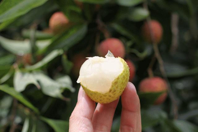 怎样吃荔枝不得荔枝病,吃荔枝会得蛀牙吗