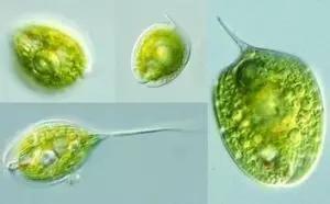 水产养殖业藻类的生命周期,水产养殖常见藻类植物