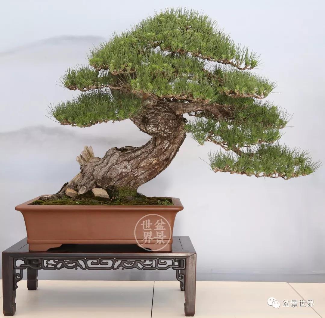 宿松十大顶级黑松盆景 (黑松微型盆景日本黑松30公分价格)