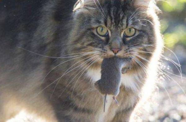 猫的祖先有多可怕,猫的祖先距今有多少年