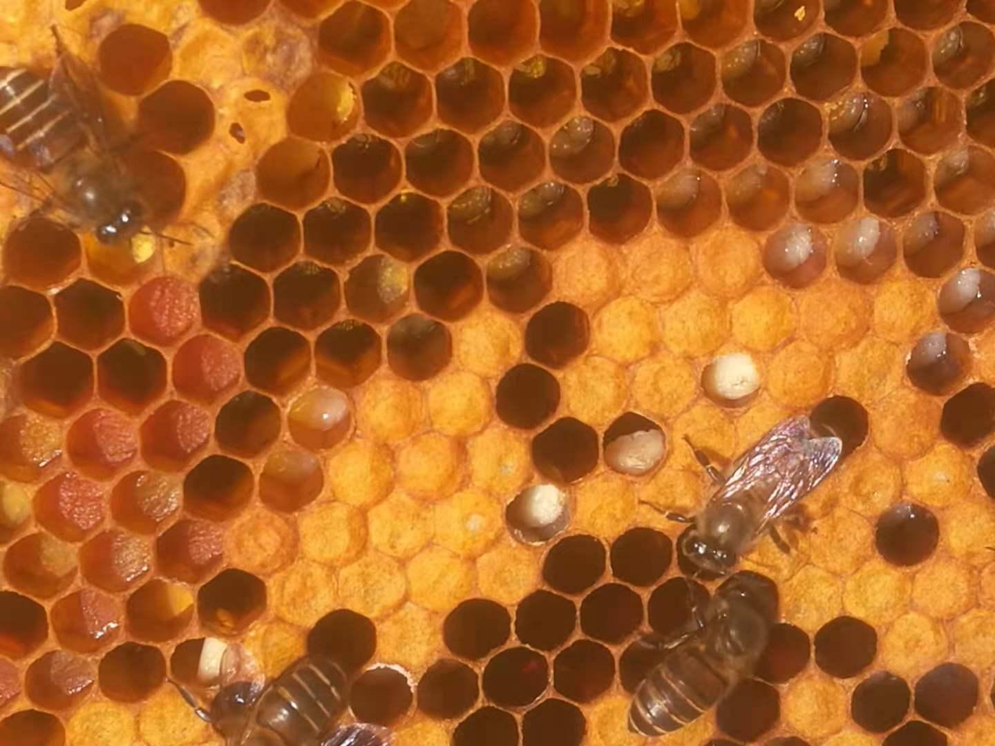 蜂群只有一脾幼虫可以吗,中蜂患了幼虫病怎么治