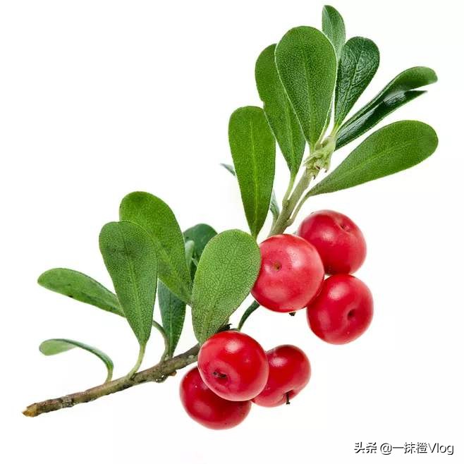 美白熊果苷是真的吗,熊果苷美白产品