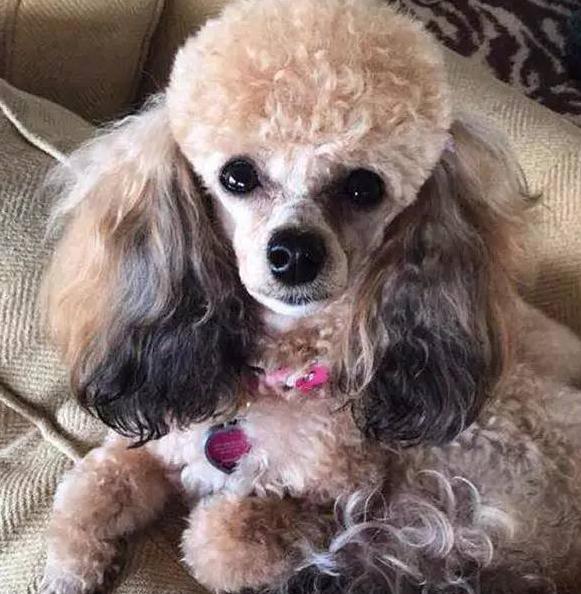 贵宾犬有几个颜色,贵宾犬颜色