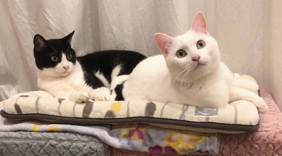 新手养猫必做筛查,新手养猫如何知道猫咪健康