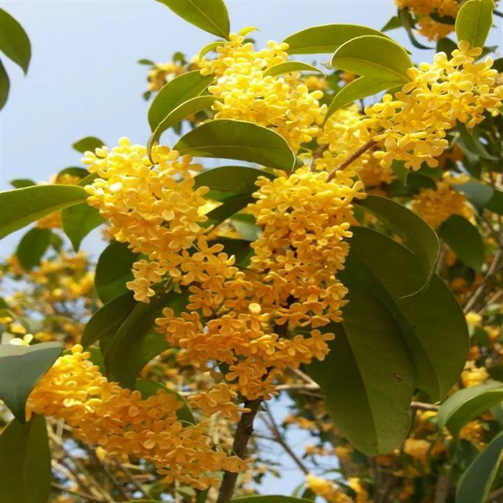 中国古时对月份的雅称,十二月份的别称和雅称