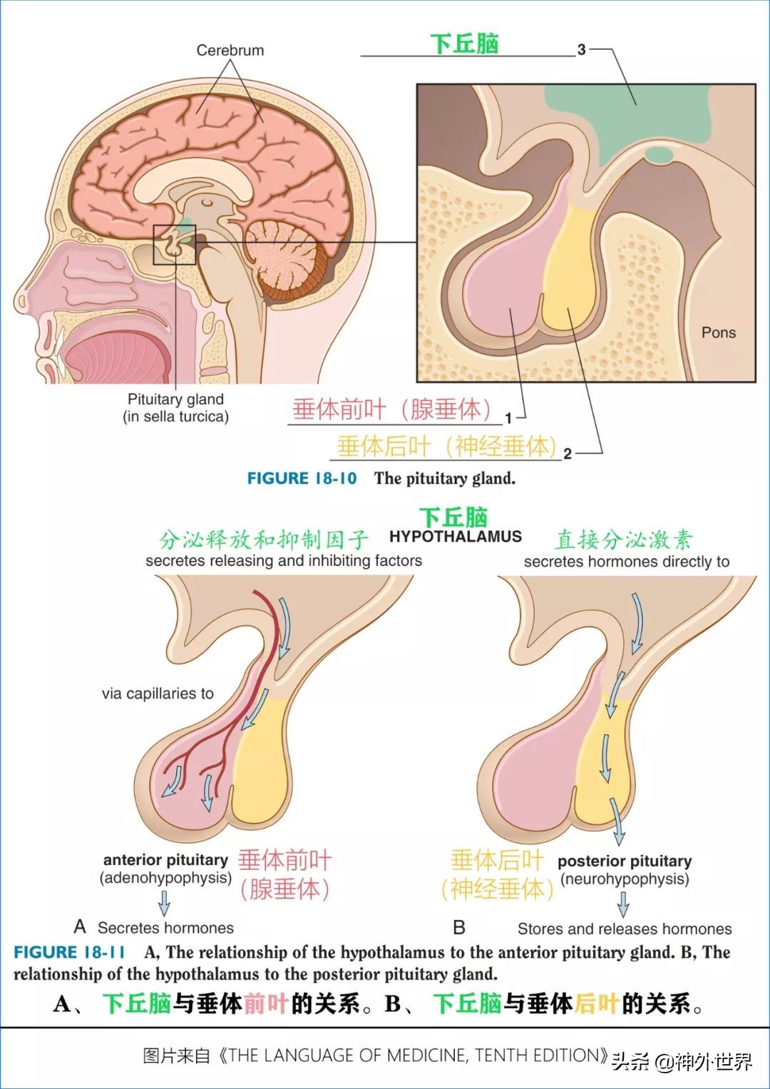 鞍区解剖学习笔记之——垂体