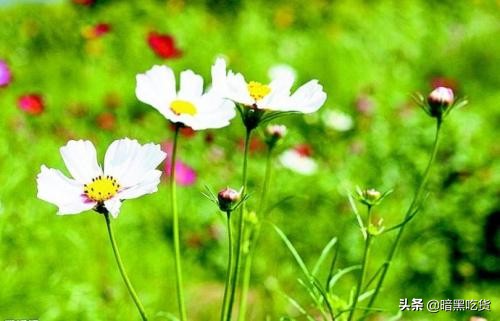 顾城的经典诗句感悟,如何评价顾城的诗句