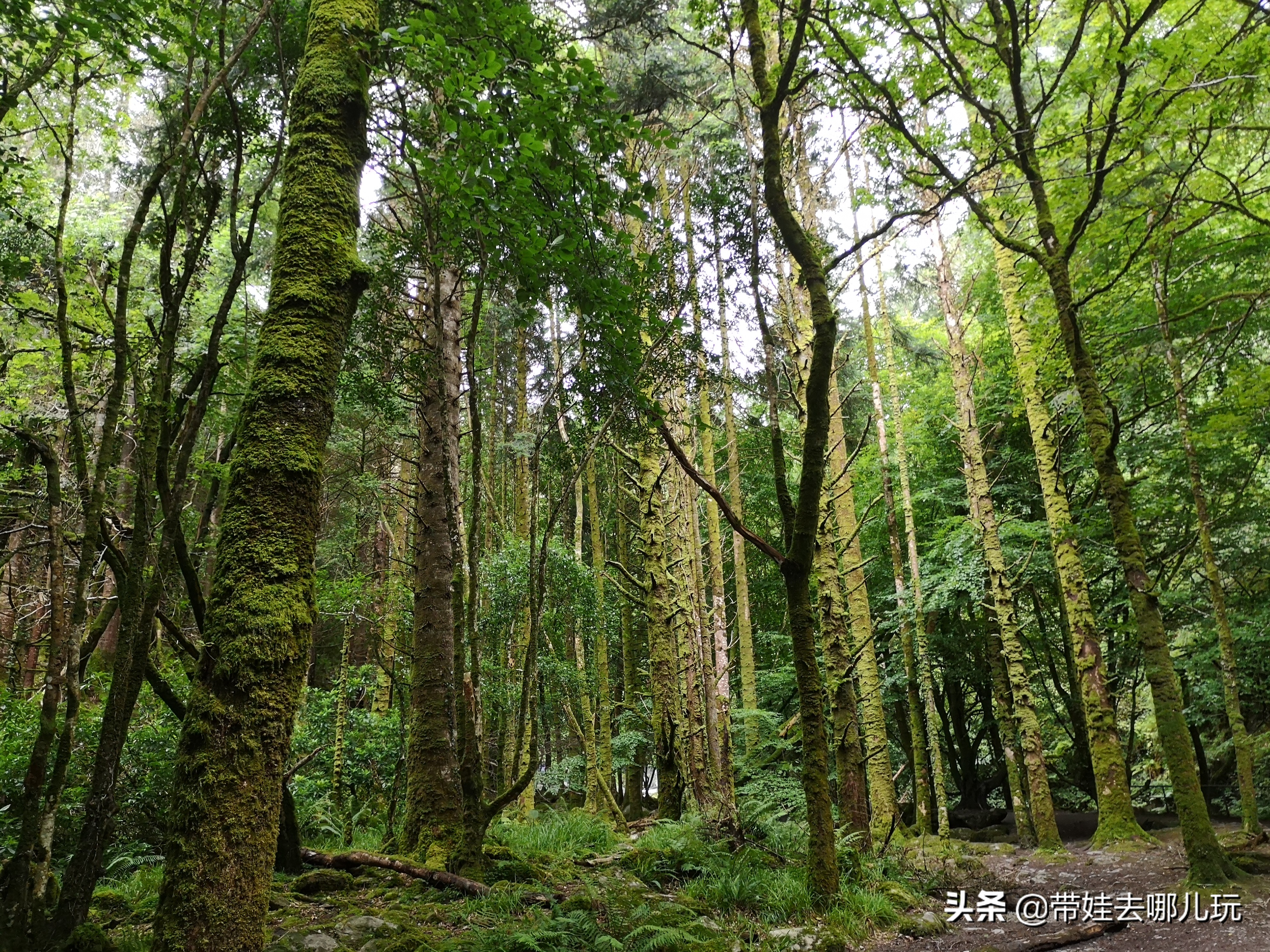 爱尔兰翡翠岛旅游景点,翡翠岛