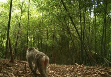 福岛核泄漏引起的癌症,日本福岛核辐射事件