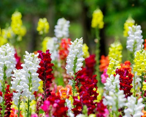 花艺插花常见花名有哪些,鲜花插花的技巧有哪些