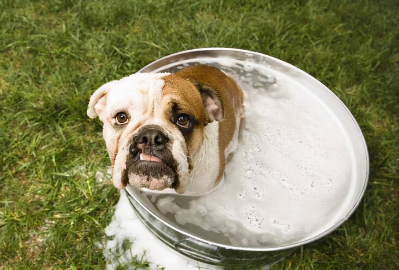 英国斗牛犬体臭味太大怎么办,英国斗牛犬泪痕严重