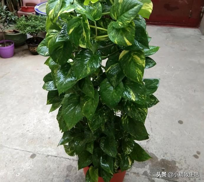 用矿泉水瓶子种绿萝,大矿泉水瓶养绿萝造型