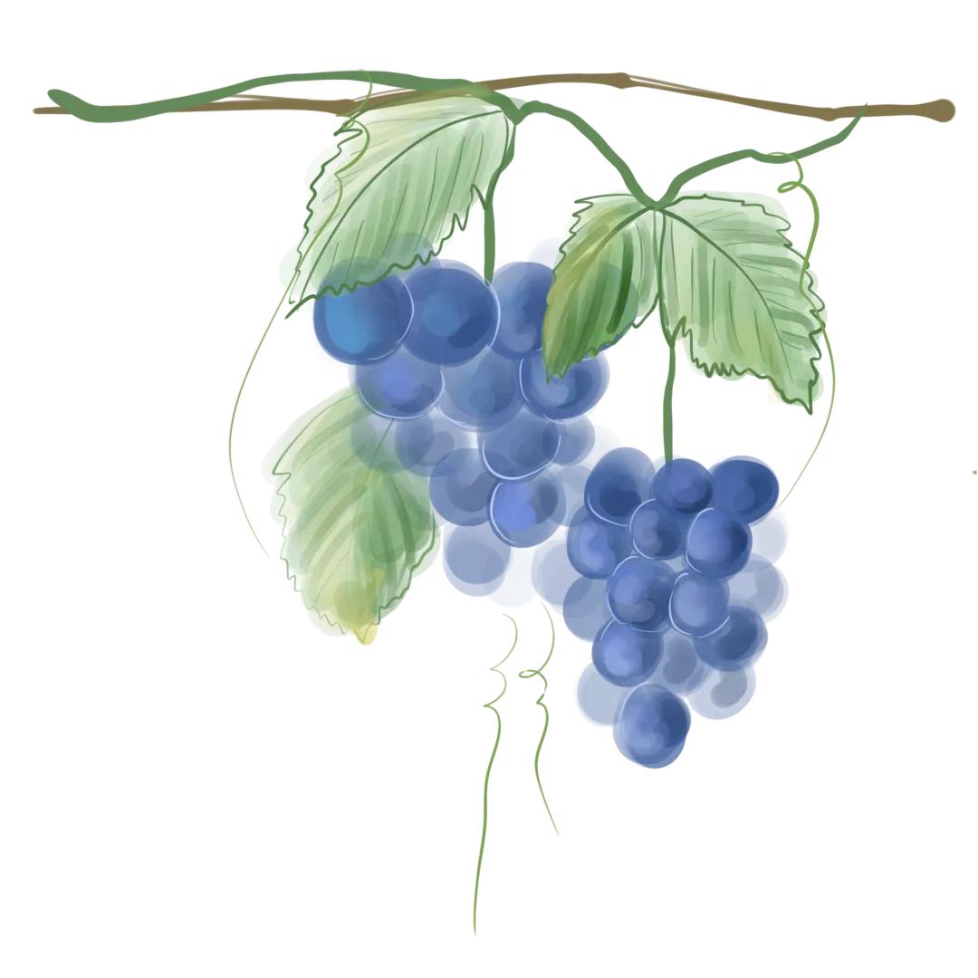 华西胸外科科普,华西女性胸部体格检查