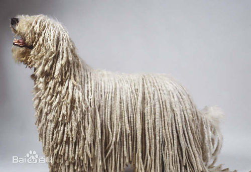 性格温顺的大型犬品种,宠物狗大型犬都有哪些品种