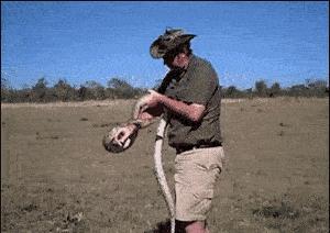 河马的鼻涕是红色的吗,河马的汗水是红的吗