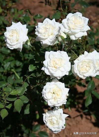 月季品种大全大图欣赏,美到窒息的月季品种图片