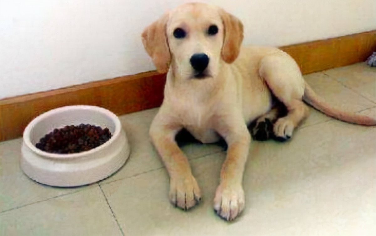 选对宠粮增强宠物免疫力,怎么给宠物选狗粮