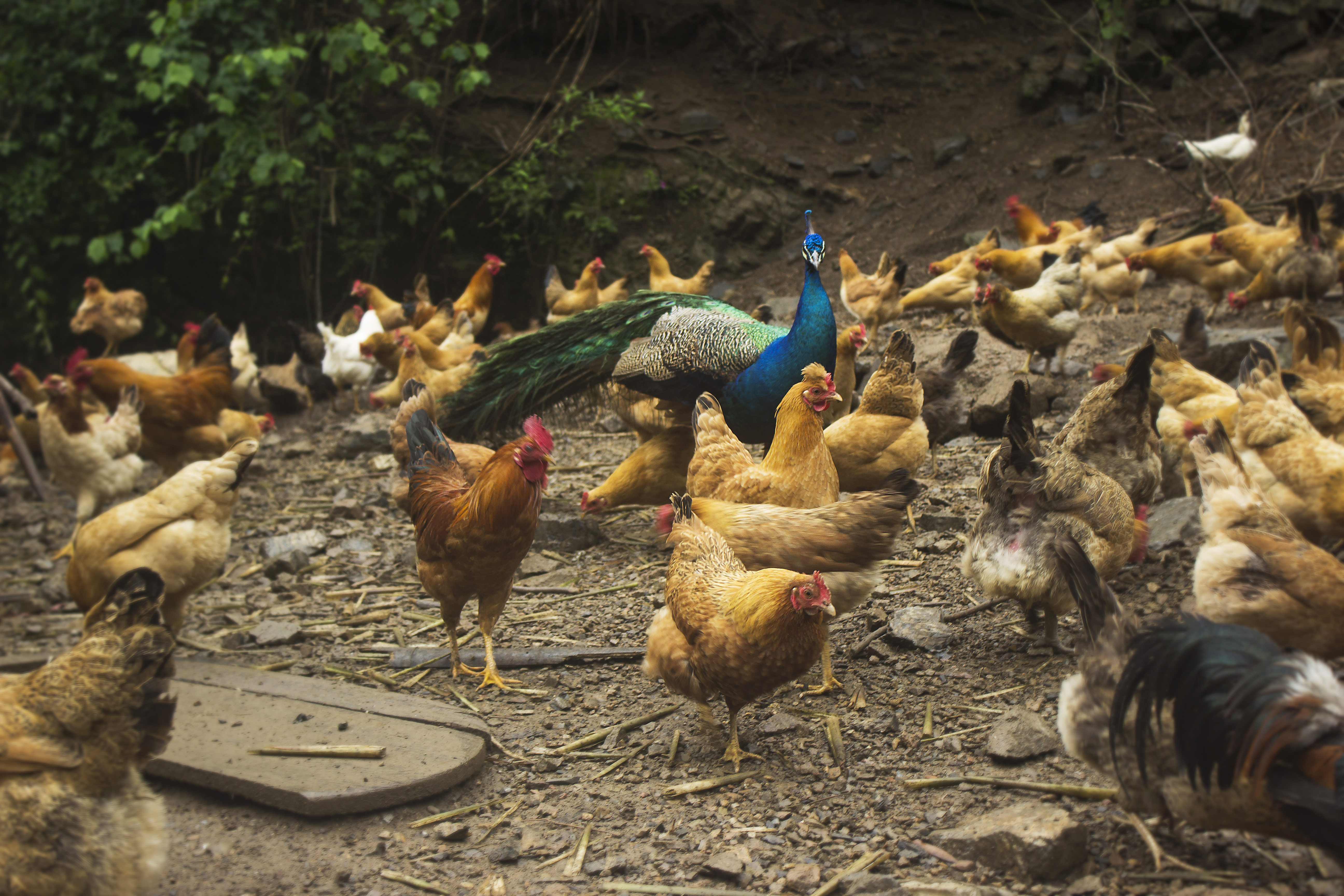 养殖2000只土鸡的成本与利润,养殖土鸡投资知识