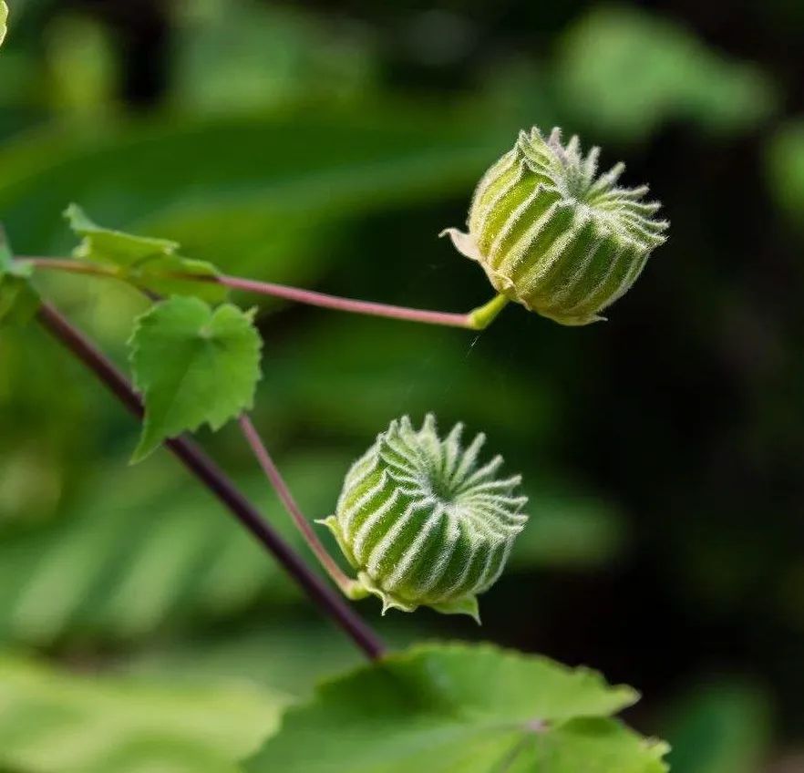 大自然馈赠的零食儿和玩具，炫燃了河南娃的童年