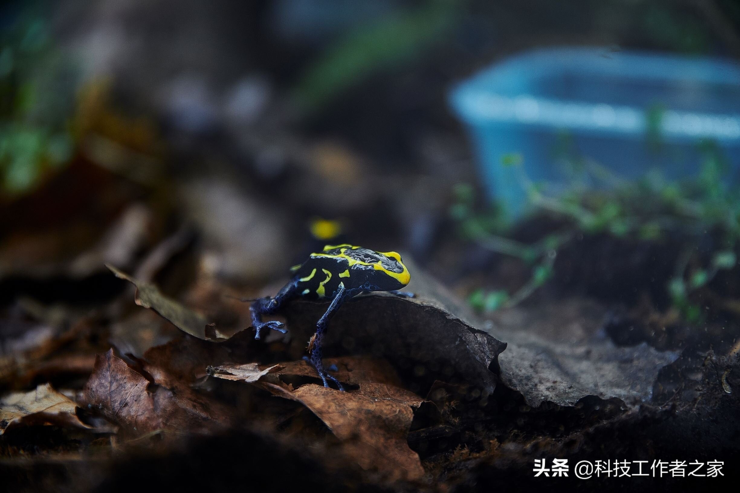 毒蛙共存,为化学防御提供新视角