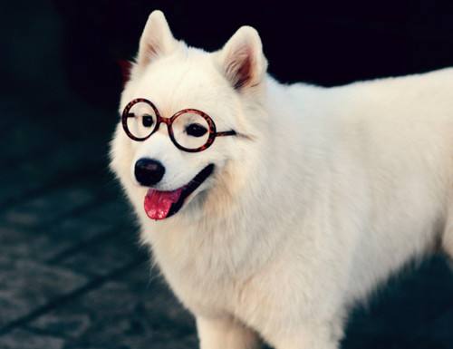 犬类体味排行,犬界中最优秀的五种牧羊犬