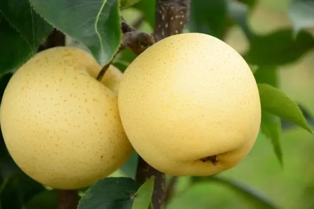 醉酒后如何解酒家庭常见解酒药,喝醉酒解酒的最有效的办法