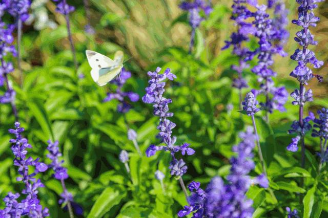 深圳中心公园足球场,深圳中心公园大草坪