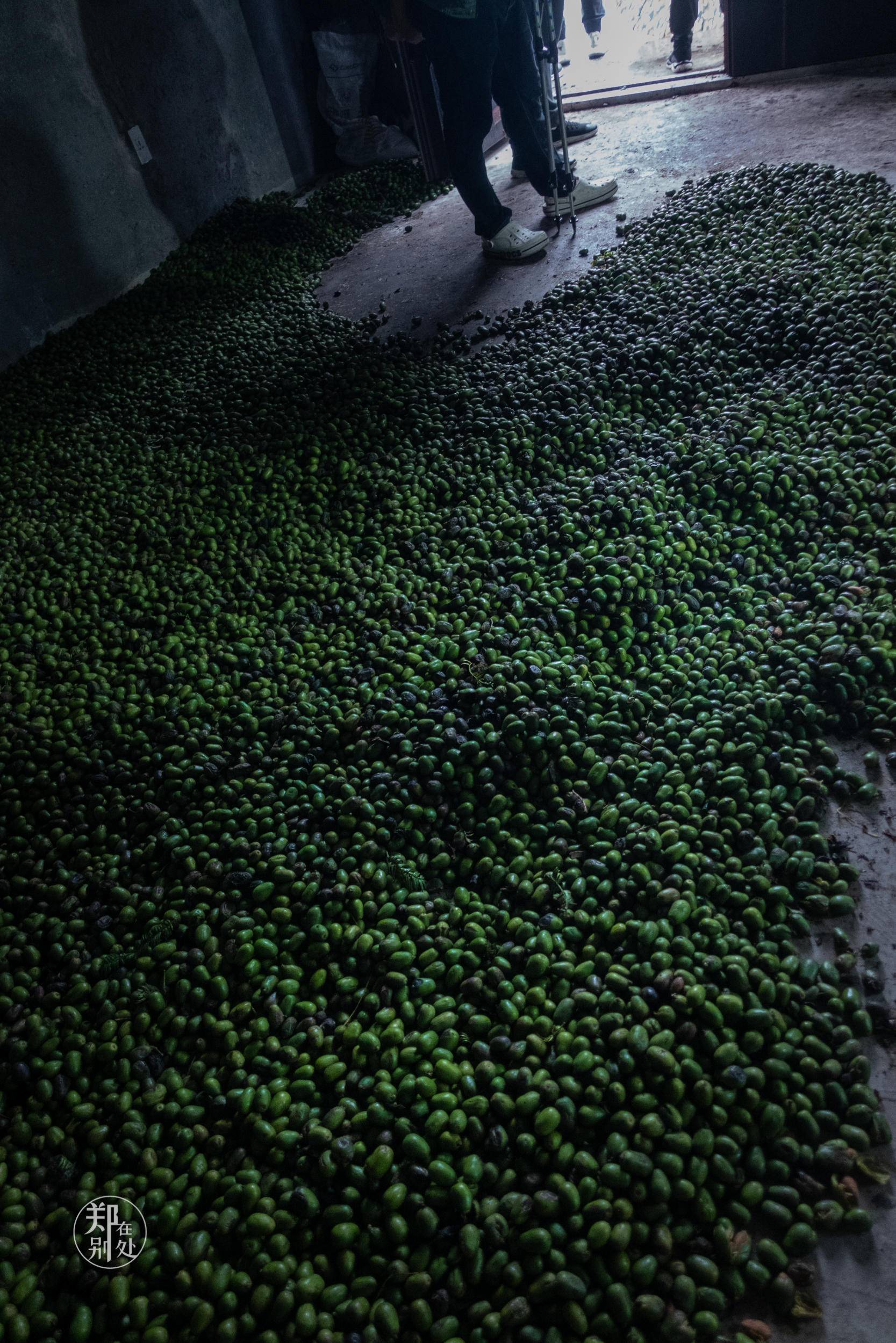 香榧古道,香榧古道徒步路线哪条景色美