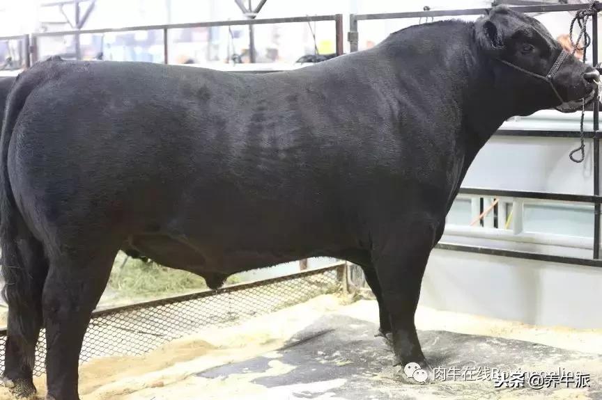 加拿大肉牛产业发展动态,加拿大肉牛发展