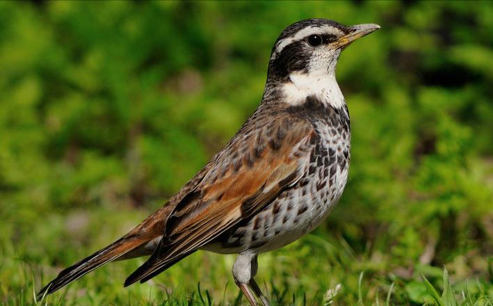 广东常见鸟类图谱和名称图文,东江揽胜鸟类