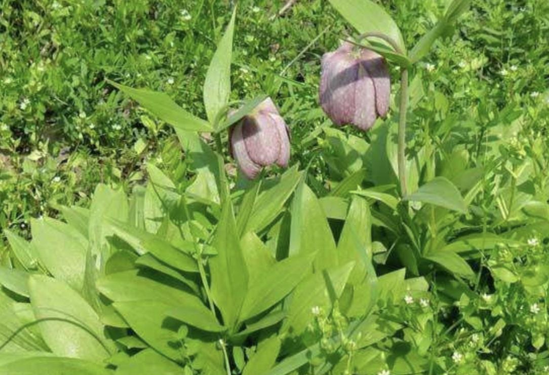 农村珍稀而稀少的野草,农村100元一斤的野草