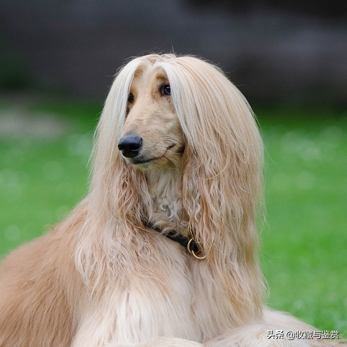 世界上昂贵的25个犬种