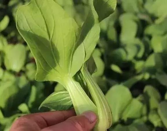 最赚钱的农业项目有哪些,有哪些农业致富好项目值得推荐