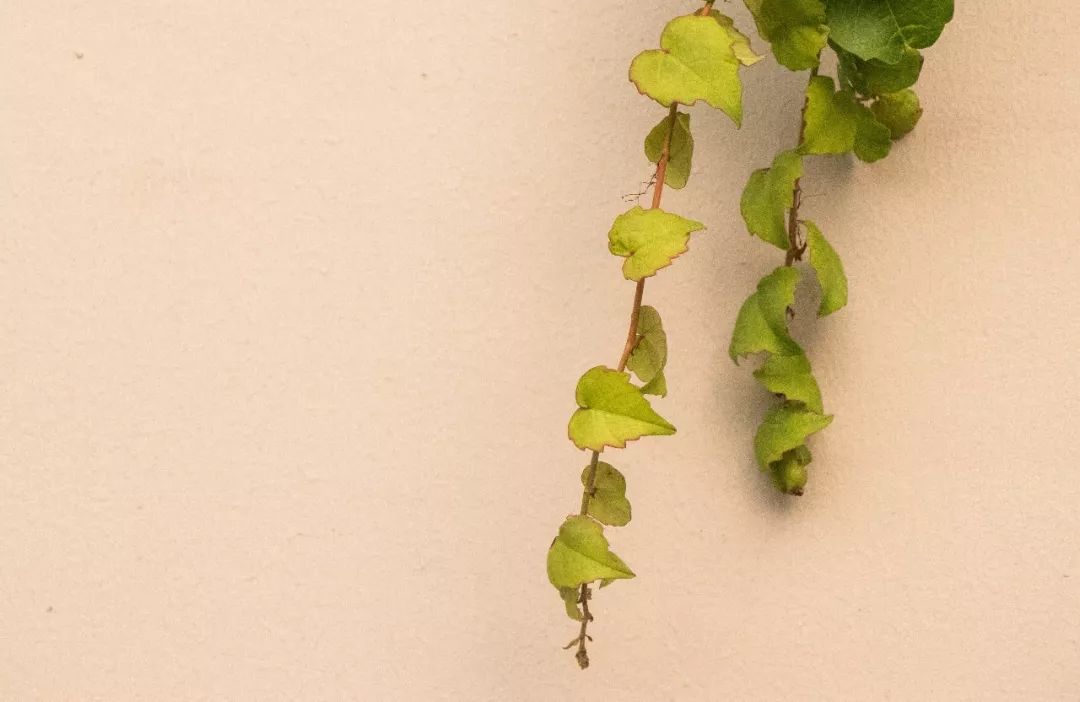 长长长长长白街，串起秦淮白下的爱恨情仇