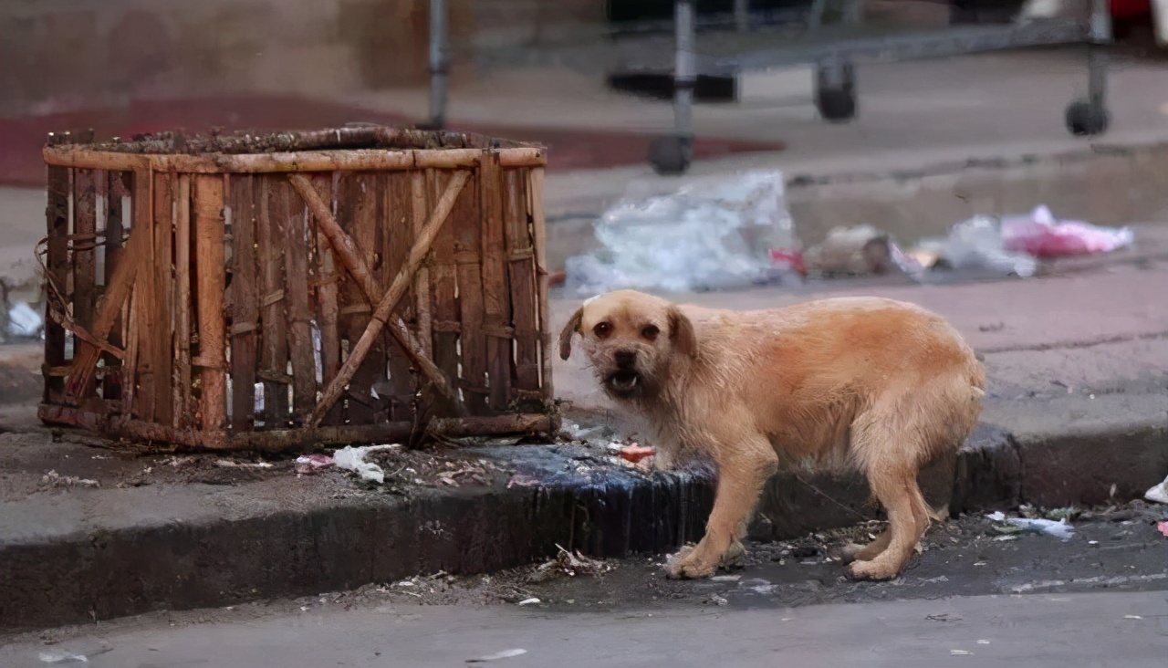 不办狗证狗被抓,不办狗证的狗被抓走会怎样