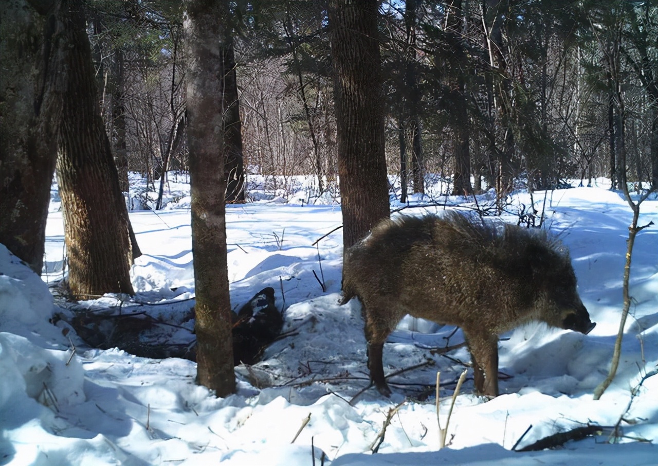 800万头野猪泛滥成灾,20000头野猪成灾