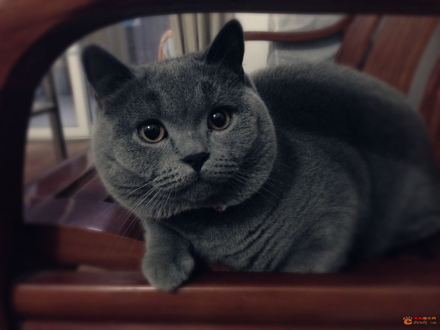 你喜欢哪种猫角色,喜欢洗澡的猫